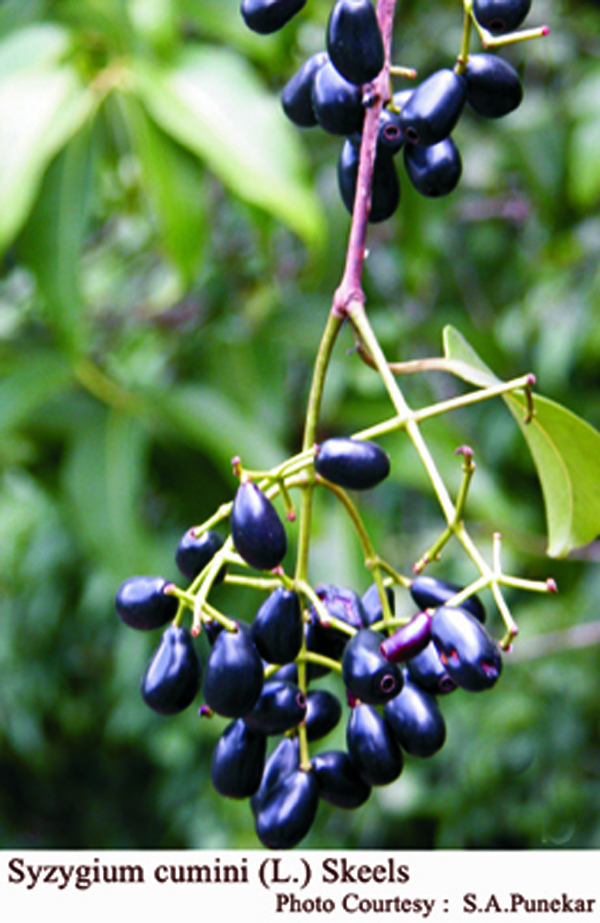 Syzygium cumini (L.) Skeels